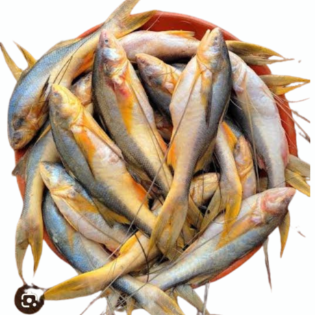 Live Topse (14-17 Pcs) Medium Size (14-20Gm/Pc)