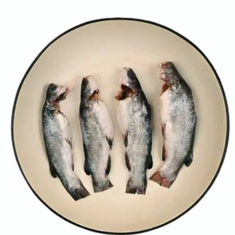 Live River Tangra Fish