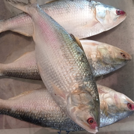 Bangladeshi Hilsa/Ilish Fish (1Kg) size