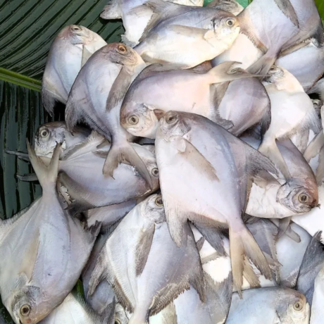 Medium Size Pomfret Fish (100-150Gm/Pc)