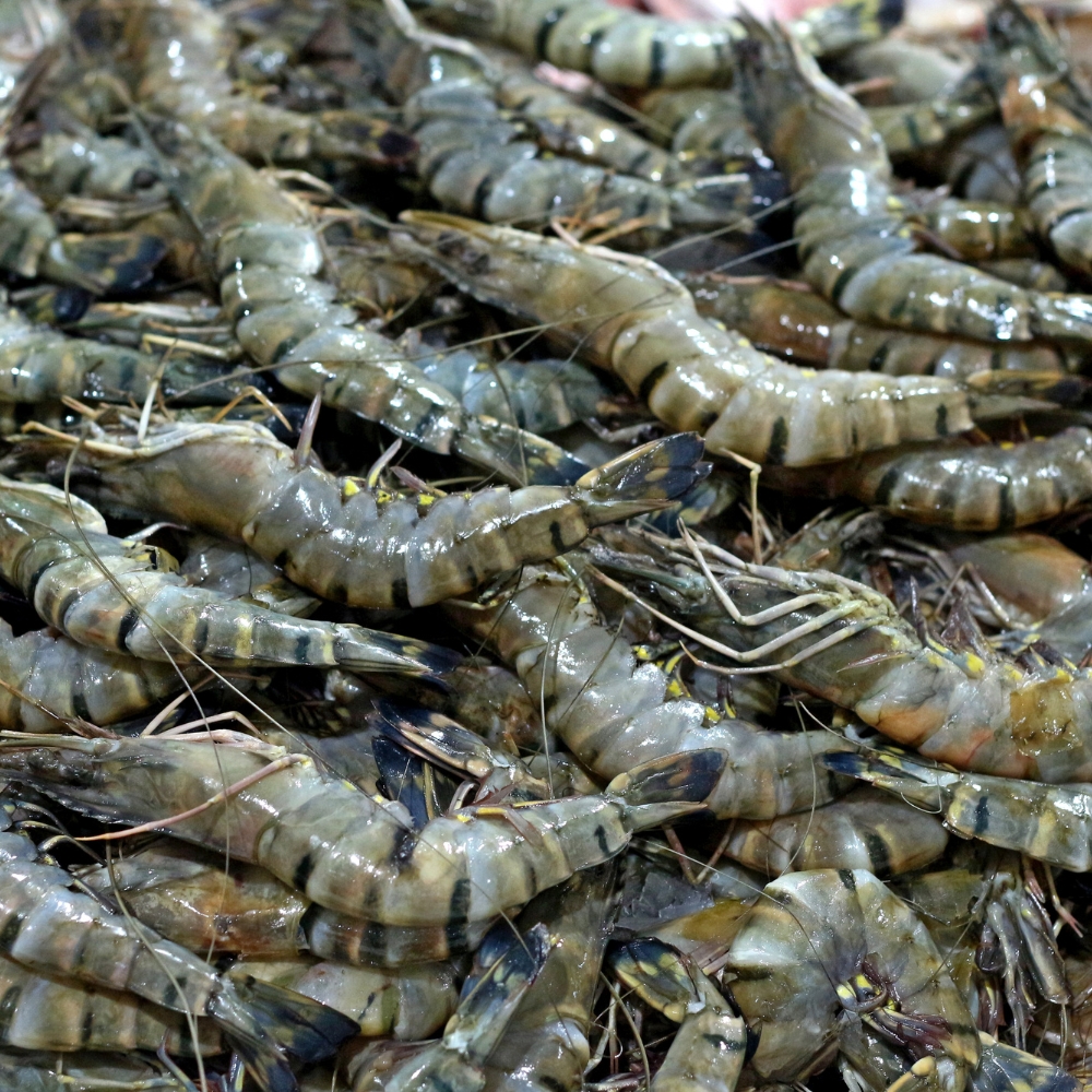 Tiger Prawns