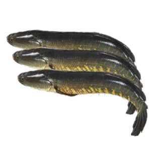 LIVE SHOL (500-700g Size)