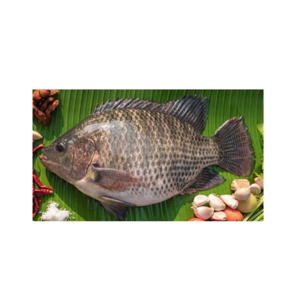 Telapia