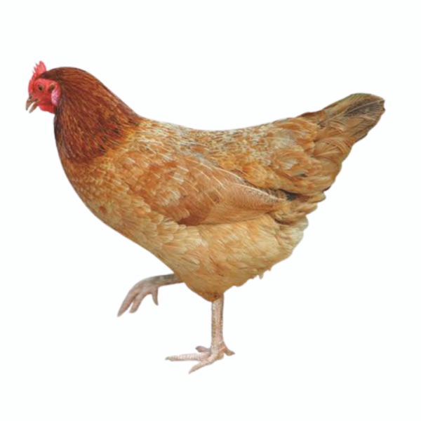 Country Chicken/ DESI Chicken (Whole Cut)
