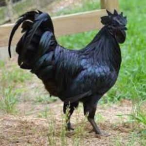 Chicken Kadaknath Curry Cut