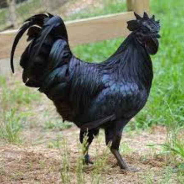 Chicken Kadaknath Curry Cut