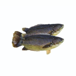 LIVE Desi KOI FISH (4-6 Pcs) Medium Size