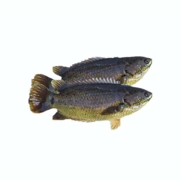 LIVE Desi KOI FISH (4-6 Pcs) Medium Size