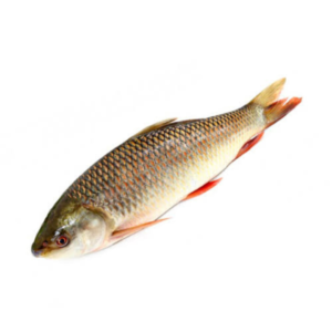DESI RUI (>1.4 Kg Size) 
