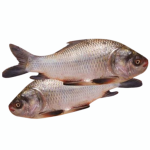 DESI KATLA (1-1.2KG Size Whole cut)