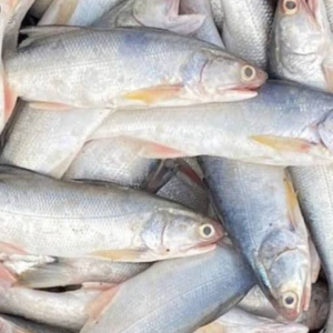Gurjaoli Fish - Small