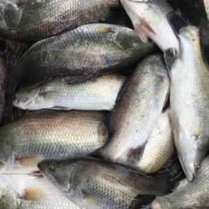 Desi Chara Bhetki Fish