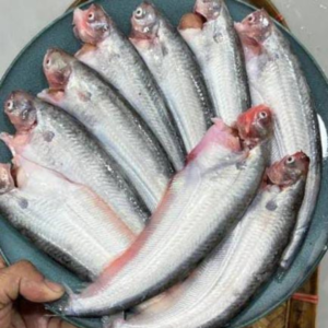 Pabda Fish (70-100gm/pc) Medium size