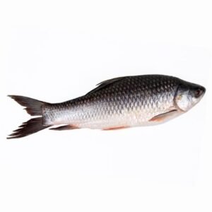 Live RUI Fish (1.5 kgs)