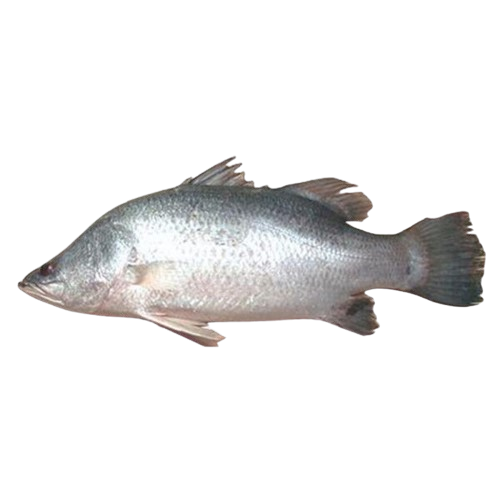 Bhetki fish a fresh water fish with numerous names depending on where it is caught from holds a nutritious characteristics.