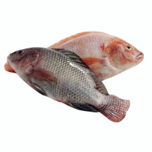 Telapia Fish