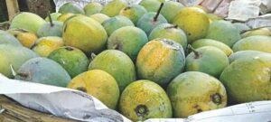 Natural Ripen Himsagar Mango